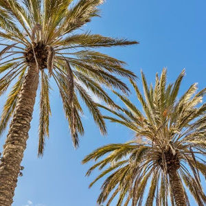 Meet your Posher, Vayda